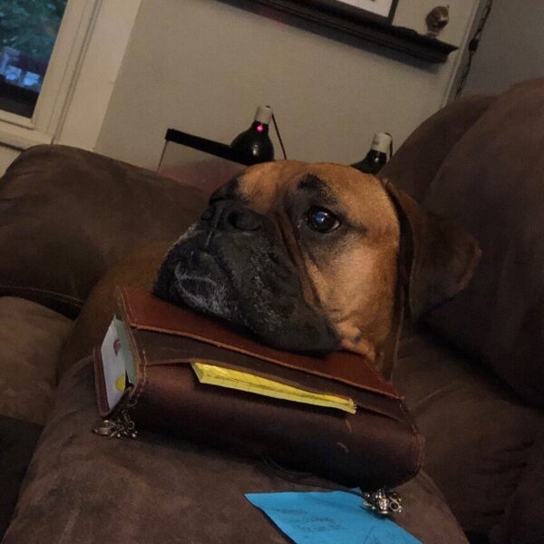 Oh Dozer...