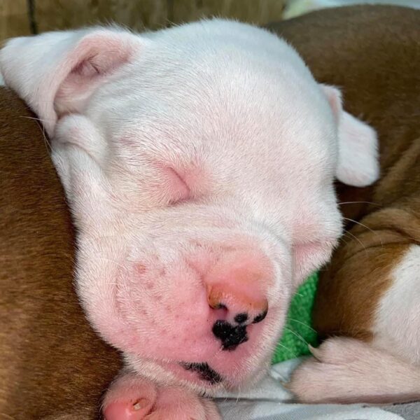 Diesel....