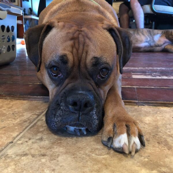 National Pet Day...