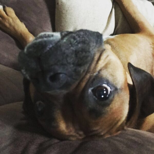 Silly Dozer...