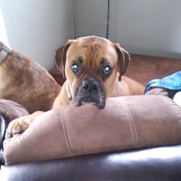 Ooops, Dozer...