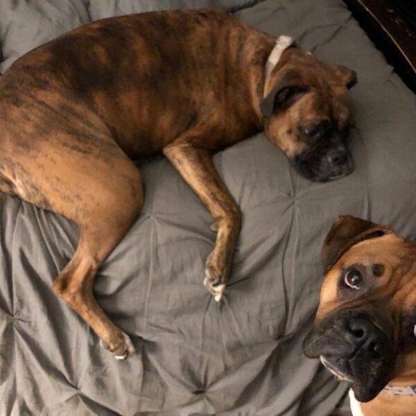 The Boxer Pups...
