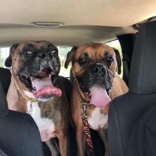 Time for Doggie Vet...