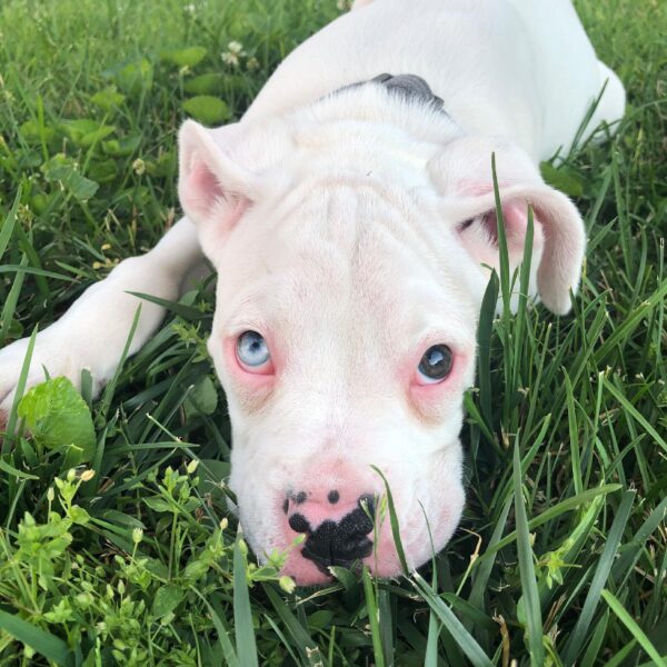 Adorable Diesel...