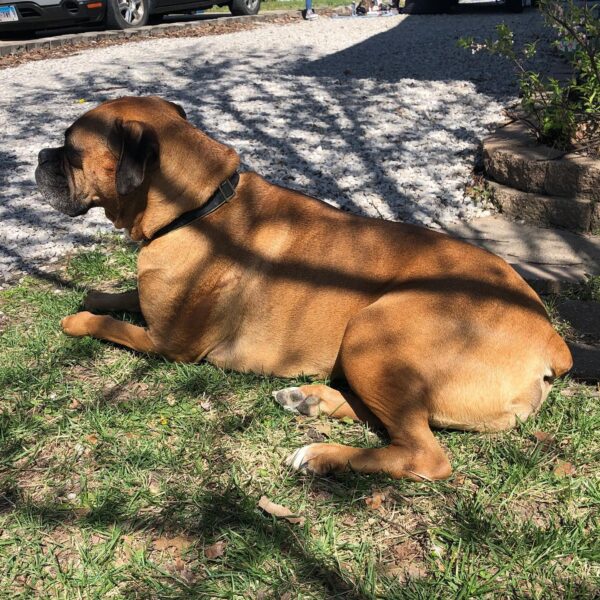 Dozer...