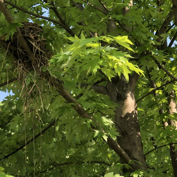 First Bird Nest