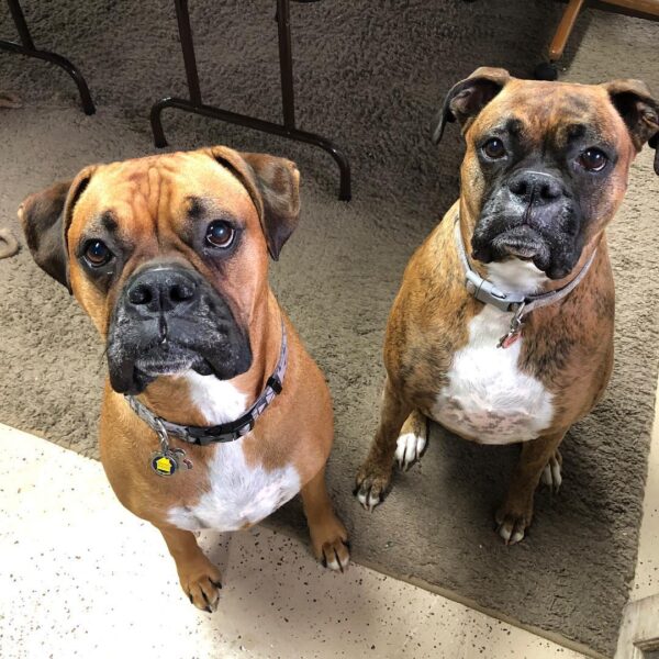My fur babies...